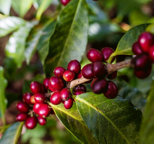 Organic coffee beans